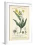 Botanique Study in Yellow III-Turpin-Framed Art Print