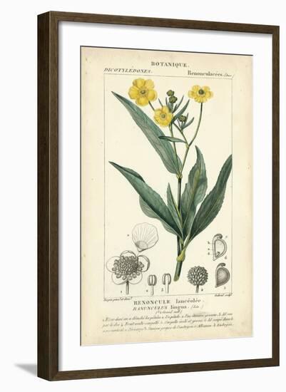 Botanique Study in Yellow III-Turpin-Framed Art Print