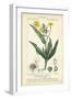 Botanique Study in Yellow III-Turpin-Framed Art Print