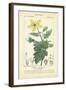 Botanique Study in Yellow IV-Turpin-Framed Art Print