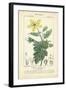 Botanique Study in Yellow IV-Turpin-Framed Art Print