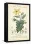 Botanique Study in Yellow IV-Turpin-Framed Stretched Canvas