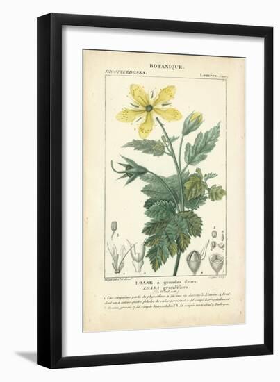 Botanique Study in Yellow IV-Turpin-Framed Art Print