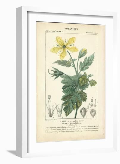 Botanique Study in Yellow IV-Turpin-Framed Art Print