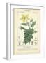 Botanique Study in Yellow IV-Turpin-Framed Art Print