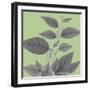 Botaniska IV-Maria Mendez-Framed Giclee Print