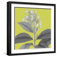 Botaniska V-Maria Mendez-Framed Giclee Print