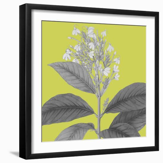 Botaniska V-Maria Mendez-Framed Giclee Print