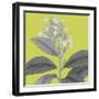 Botaniska V-Maria Mendez-Framed Giclee Print