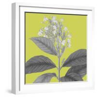 Botaniska V-Maria Mendez-Framed Giclee Print