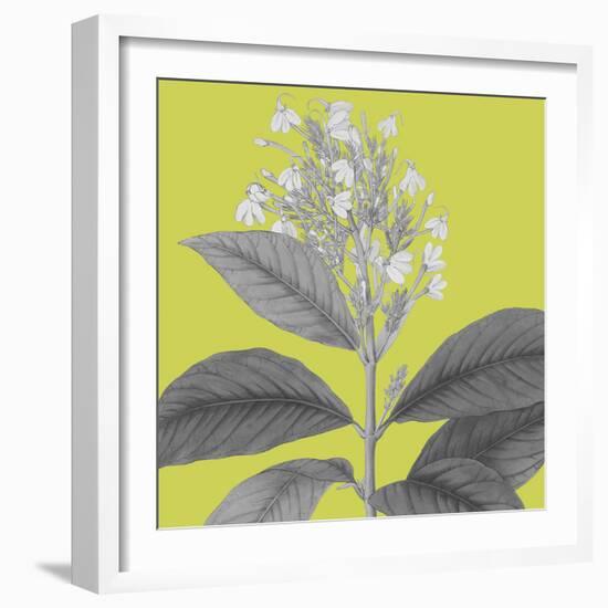 Botaniska V-Maria Mendez-Framed Giclee Print