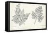 Botany, Apiaceae, Leaves of Anthriscus Silvestris and Cerefolium-null-Framed Stretched Canvas