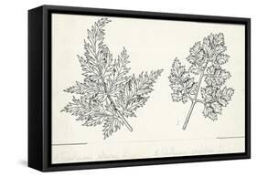 Botany, Apiaceae, Leaves of Anthriscus Silvestris and Cerefolium-null-Framed Stretched Canvas