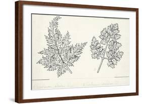 Botany, Apiaceae, Leaves of Anthriscus Silvestris and Cerefolium-null-Framed Giclee Print