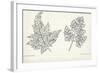 Botany, Apiaceae, Leaves of Anthriscus Silvestris and Cerefolium-null-Framed Giclee Print