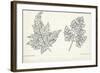 Botany, Apiaceae, Leaves of Anthriscus Silvestris and Cerefolium-null-Framed Giclee Print