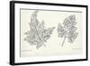 Botany, Apiaceae, Leaves of Anthriscus Silvestris and Cerefolium-null-Framed Giclee Print