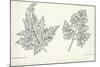 Botany, Apiaceae, Leaves of Anthriscus Silvestris and Cerefolium-null-Mounted Giclee Print