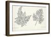 Botany, Apiaceae, Leaves of Anthriscus Silvestris and Cerefolium-null-Framed Giclee Print