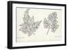 Botany, Apiaceae, Leaves of Anthriscus Silvestris and Cerefolium-null-Framed Giclee Print