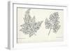 Botany, Apiaceae, Leaves of Anthriscus Silvestris and Cerefolium-null-Framed Giclee Print