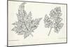 Botany, Apiaceae, Leaves of Anthriscus Silvestris and Cerefolium-null-Mounted Giclee Print