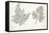 Botany, Apiaceae, Leaves of Anthriscus Silvestris and Cerefolium-null-Framed Stretched Canvas
