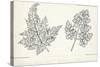 Botany, Apiaceae, Leaves of Anthriscus Silvestris and Cerefolium-null-Stretched Canvas