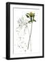 Botany Flower I-Melissa Wang-Framed Art Print