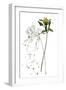 Botany Flower I-Melissa Wang-Framed Art Print