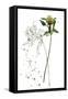 Botany Flower I-Melissa Wang-Framed Stretched Canvas