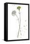 Botany Flower III-Melissa Wang-Framed Stretched Canvas