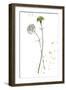 Botany Flower III-Melissa Wang-Framed Art Print