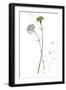 Botany Flower III-Melissa Wang-Framed Art Print