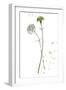 Botany Flower III-Melissa Wang-Framed Art Print