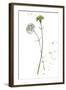 Botany Flower III-Melissa Wang-Framed Art Print