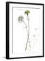 Botany Flower III-Melissa Wang-Framed Art Print