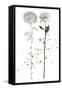 Botany Flower IV-Melissa Wang-Framed Stretched Canvas