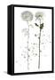 Botany Flower IV-Melissa Wang-Framed Stretched Canvas