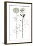 Botany Flower IV-Melissa Wang-Framed Art Print