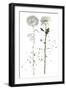 Botany Flower IV-Melissa Wang-Framed Art Print