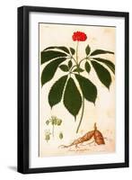 Botany: Ginseng-null-Framed Giclee Print