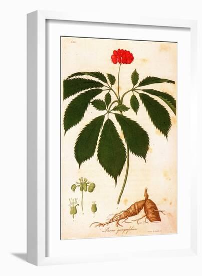 Botany: Ginseng-null-Framed Giclee Print