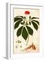 Botany: Ginseng-null-Framed Giclee Print
