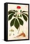 Botany: Ginseng-null-Framed Stretched Canvas