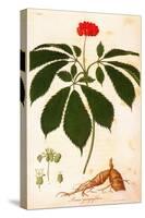 Botany: Ginseng-null-Stretched Canvas