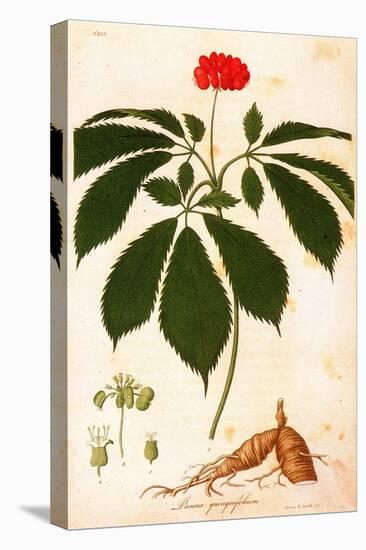 Botany: Ginseng-null-Stretched Canvas