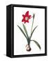 Botany: Lily-Pierre-Joseph Redouté-Framed Stretched Canvas