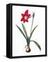 Botany: Lily-Pierre-Joseph Redouté-Framed Stretched Canvas