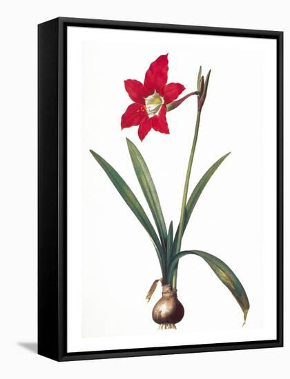 Botany: Lily-Pierre-Joseph Redouté-Framed Stretched Canvas